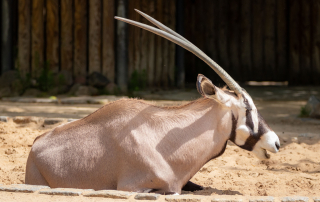 , Zoo Berlin