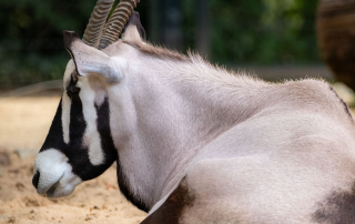 , Zoo Berlin
