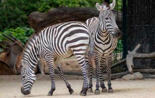 GRÉVY-ZEBRA - Equus grevyi, Zoo Berlin