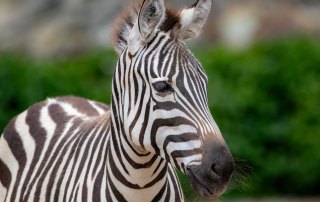 GRÉVY-ZEBRA Equus grevyi, Zoo Berlin