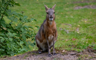 , Zoo Berlin