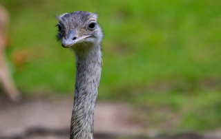 , Zoo Berlin