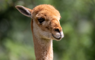 , Zoo Berlinq
