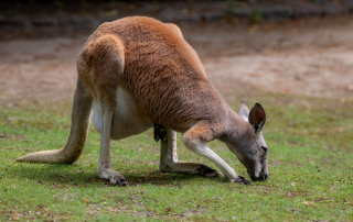 ROTES RIESENKÄNGURU - Macropus rufus, Zoo Berlin