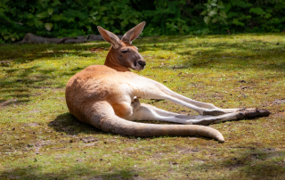 ROTES RIESENKÄNGURU - Macropus rufus, Zoo Berlin