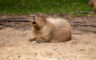CAPYBARA - Hydrochoerus hydrochaeris, Zoo Berlin