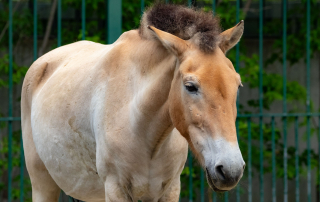 , Zoo Berlin