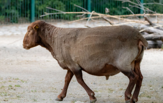 , Zoo Berlin