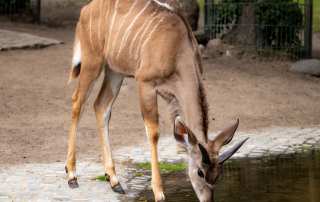 NYALA - Nyala angasi, Zoo Berlin