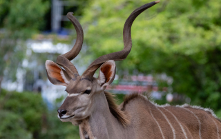 , Zoo Berlin
