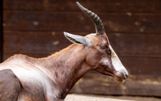 , Zoo Berlin