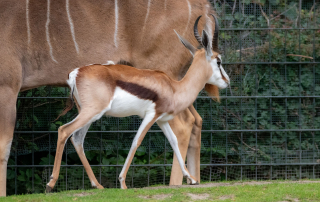 , Zoo Berlin