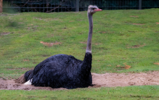 , Zoo Berlin