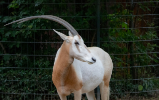 , Zoo Berlin