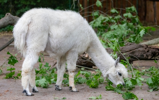 , Zoo Berlin