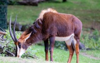 , Zoo Berlin