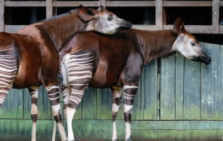 OKAPI - Okapia johnstoni, Zoo Berlin
