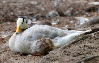 , Zoo Berlin