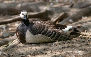 , Zoo Berlin