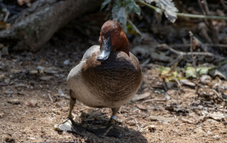 Reiherente, Zoo Berlin