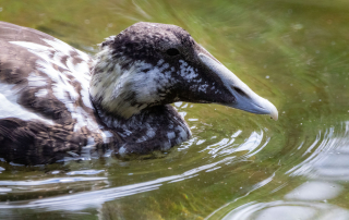 , Zoo Berlin