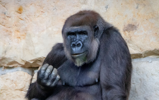 WESTLICHER FLACHLANDGORILLA - Gorilla gorilla gorilla, Zoo Berlin
