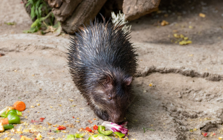 , Zoo Berlin