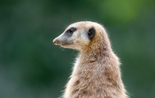 ERDMÄNNCHEN - Suricata suricatta, Zoo Berlin