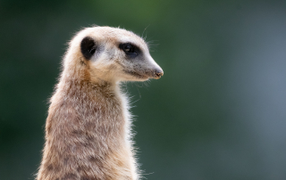 ERDMÄNNCHEN - Suricata suricatta, Zoo Berlin