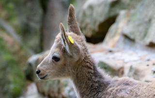 SIBIRISCHER STEINBOCK - Capra sibirica, Zoo Berlin