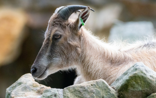 SIBIRISCHER STEINBOCK - Capra sibirica, Zoo Berlin