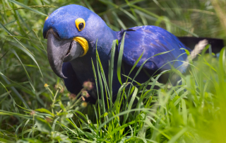 HYAZINTHARA - Anodorhynchus hyacinthinus, Zoo Berlin