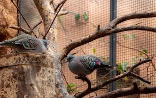 Spitzschopftaube, oder auch Australische Schopftaube, ist eine in Australien beheimatete Taubenart, Zoo Berlin