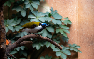 Blauohr-Honigfresser, Entomyzon cyanotis, Zoo Berlin