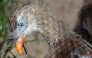 , Zoo Berlin