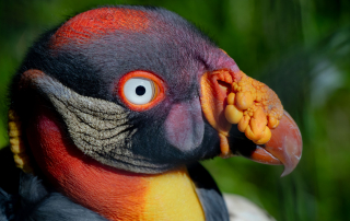 KÖNIGSGEIER - Sarcoramphus papa, Zoo Berlin