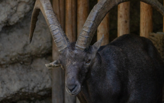 Zoo Salzburg
