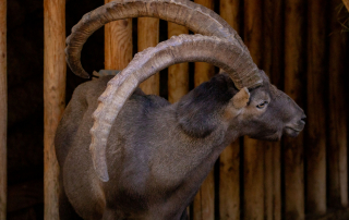 Zoo Salzburg