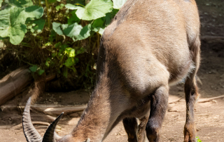 Zoo Salzburg