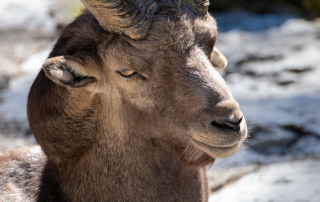 Zoo Salzburg