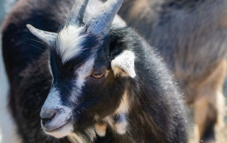Zoo Salzburg
