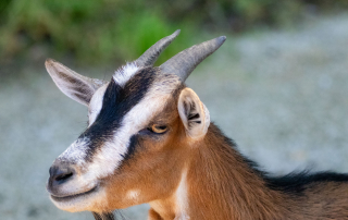 Zoo Salzburg
