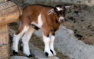 Zoo Salzburg