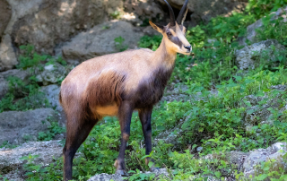 Zoo Salzburg
