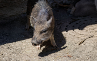 Zoo Salzburg