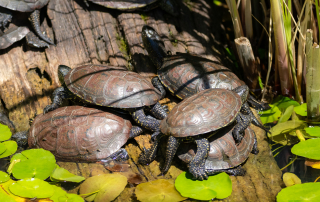 Zoo Salzburg