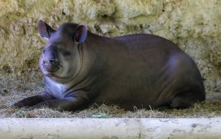 Zoo Salzburg