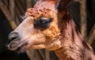 Zoo Salzburg