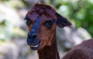 Zoo Salzburg