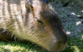 Zoo Salzburg